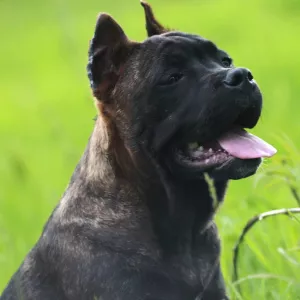 Zdjęcie №1. cane corso - na sprzedaż w Donieck | negocjowane | Zapowiedź №6759