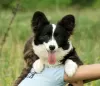 Zdjęcie №3. Przepiękny walijski Corgi Pembroke. FCI. USA