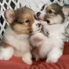 Zdjęcie №1. welsh corgi - na sprzedaż w Reskula | 1046zł | Zapowiedź №72040