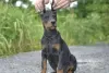 Zdjęcie №4. Sprzedam doberman w Witebsk. prywatne ogłoszenie - cena - 4518zł