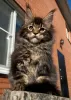 Zdjęcie №1. maine coon - na sprzedaż w Tak | negocjowane | Zapowiedź № 42043