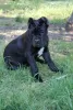 Zdjęcie №1. cane corso - na sprzedaż w Brest | 897zł | Zapowiedź №20102