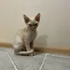 Dodatkowe zdjęcia: Devon Rex Cynamon