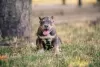 Zdjęcie №1. american bully - na sprzedaż w Kiszyniów | 4186zł | Zapowiedź №62655