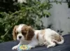 Zdjęcie №1. cavalier king charles spaniel - na sprzedaż w Zhytomyr | 3961zł | Zapowiedź №67883