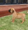 Zdjęcie №2 do zapowiedźy № 124078 na sprzedaż  rhodesian ridgeback - wkupić się Finlandia prywatne ogłoszenie