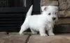 Zdjęcie №1. west highland white terrier - na sprzedaż w Železná Ruda | negocjowane | Zapowiedź №96510