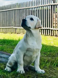 Zdjęcie №1. labrador retriever - na sprzedaż w Moskwa | 2118zł | Zapowiedź №2498