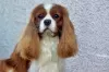 Zdjęcie №3. Cavalier Kings Charles Spaniel Szczeniaki. Polska