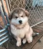 Zdjęcie №1. alaskan malamute - na sprzedaż w Sydnej | negocjowane | Zapowiedź №131247