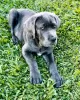 Zdjęcie №1. cane corso - na sprzedaż w Sofia | 1339zł | Zapowiedź №78621