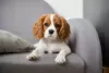 Zdjęcie №1. cavalier king charles spaniel - na sprzedaż w Dushanbe | negocjowane | Zapowiedź №49964