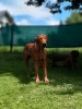 Zdjęcie №3. Zapowiedź miotu Szczeniak Rhodesian Ridgeback - miot 2024/25. Polska