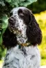 Dodatkowe zdjęcia: Springer spaniel angielski szczenięta