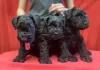 Zdjęcie №3. Kerry blue terrier szczenięta. Białoruś