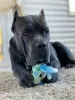 Zdjęcie №3. robienie na drutach. Samiec Cane Corso w Białoruś. Zapowiedź № 45602