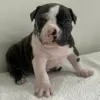 Zdjęcie №1. american bully - na sprzedaż w Kuwait City | negocjowane | Zapowiedź №132253