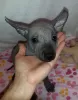 Dodatkowe zdjęcia: Xoloitzcuintle Puppy