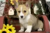 Zdjęcie №2 do zapowiedźy № 63550 na sprzedaż  welsh corgi - wkupić się Grecja 