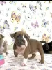 Dodatkowe zdjęcia: American Bully Pocket