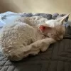 Zdjęcie №2 do zapowiedźy № 22755 na sprzedaż  devon rex - wkupić się Polska hodowca