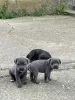 Dodatkowe zdjęcia: Cane Corso szczenięta