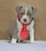 Zdjęcie №1. american bully - na sprzedaż w Belgrad | negocjowane | Zapowiedź №127837