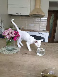 Dodatkowe zdjęcia: Devon Rex