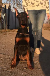 Zdjęcie №1. doberman - na sprzedaż w Sumy | 3412zł | Zapowiedź №3099