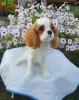 Zdjęcie №1. cavalier king charles spaniel - na sprzedaż w Omsk | 6188zł | Zapowiedź №64614