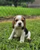 Zdjęcie №3. szczenięta rasy beagle. Niemcy