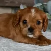 Zdjęcie №3. Dostępny Cavalier King Charles Spaniel. Brazylia