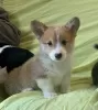 Zdjęcie №3. Piękne szczenięta Pembroke Welsh Corgi.. Niemcy