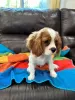 Zdjęcie №1. cavalier king charles spaniel - na sprzedaż w Londyn | 1046zł | Zapowiedź №107360