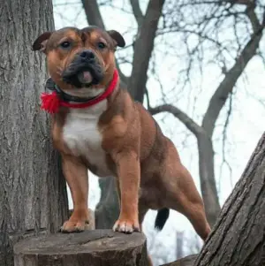 Zdjęcie №2 do zapowiedźy № 3521 na sprzedaż  staffordshire bull terrier - wkupić się Ukraina hodowca