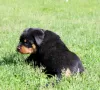 Zdjęcie №2 do zapowiedźy № 51860 na sprzedaż  rottweiler - wkupić się Białoruś od żłobka