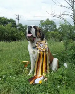 Zdjęcie №3. St Bernard Długowłosy i krótkowłosy. Federacja Rosyjska