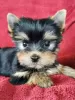 Zdjęcie №1. yorkshire terrier - na sprzedaż w Kauniainen | 1386zł | Zapowiedź №71154