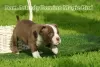 Zdjęcie №2 do zapowiedźy № 29750 na sprzedaż  american bully - wkupić się Federacja Rosyjska od żłobka, hodowca