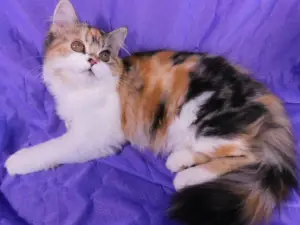 Dodatkowe zdjęcia: Kitty Highland Straight, Calico