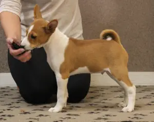 Zdjęcie №1. basenji - na sprzedaż w Moskwa | 2695zł | Zapowiedź №3575