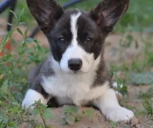 Dodatkowe zdjęcia: Walijski sweter Corgi, szczenięta