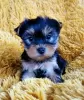 Zdjęcie №1. yorkshire terrier - na sprzedaż w Эребру | Bezpłatny | Zapowiedź №89568