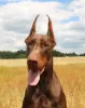 Zdjęcie №3. Szczenięta Doberman ZKwP/FCI - wyjątkowe skojarzenie. Polska