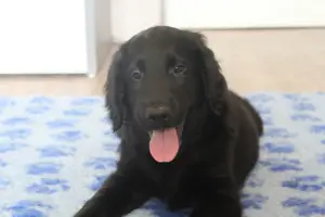 Zdjęcie №2 do zapowiedźy № 2917 na sprzedaż  flat coated retriever - wkupić się Federacja Rosyjska prywatne ogłoszenie, od żłobka