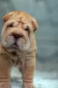 Zdjęcie №1. shar pei - na sprzedaż w Helsinki | 3614zł | Zapowiedź №12626