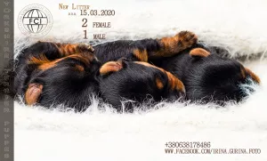 Zdjęcie №2 do zapowiedźy № 6103 na sprzedaż  yorkshire terrier - wkupić się Ukraina hodowca