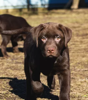 Dodatkowe zdjęcia: Urocze szczenięta labradora