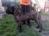 Zdjęcie №4. Sprzedam cane corso w Москва. od żłobka - cena - Bezpłatny