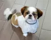 Zdjęcie №1. shih tzu - na sprzedaż w Adelaide | negocjowane | Zapowiedź №10045